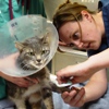 Cornell Approves New Shelter Medicine Elective
